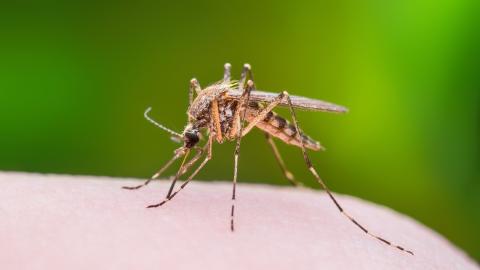 sivrisinekten kurtulmak için doğal yöntemler