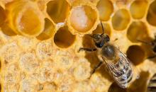 arı sütü nasıl yapılır